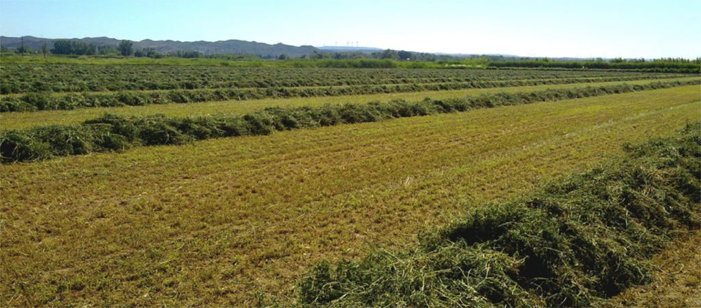 field with silage